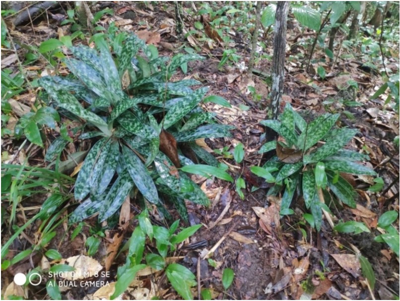 Création réussie de modèles de conservation pour deux espèces d orchidées menacées