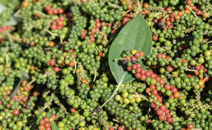 Les exportations de curcuma, d ail et de gingembre grimpent en flèche