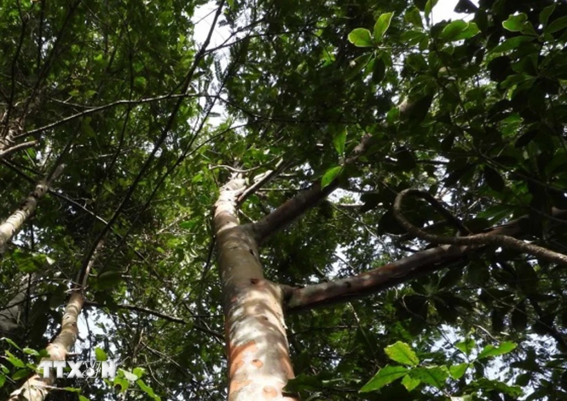 Développement de trois espèces végétales précieuses à Thanh Hoa