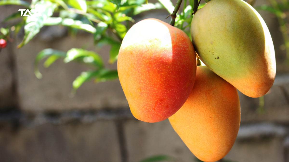 De nombreux produits vietnamiens sont populaires auprès des Sud-coréens