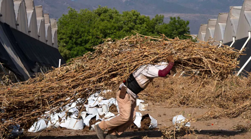 Le chef de l ONU demande une action mondiale pour lutter contre la chaleur extrême