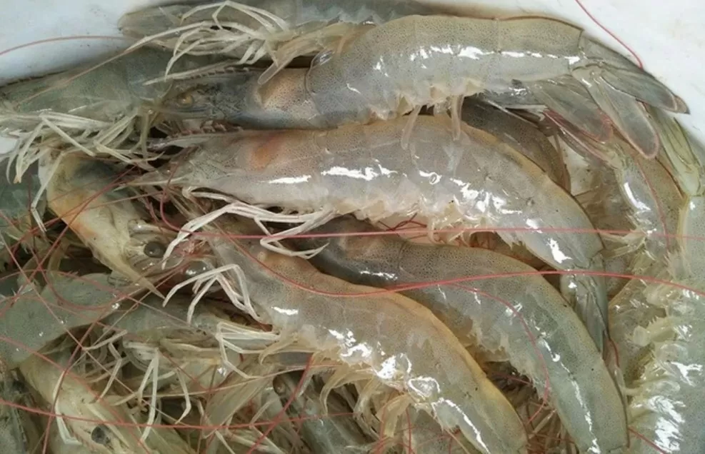 La Chine est le principal marché d exportation de crevettes à pattes blanches du Vietnam