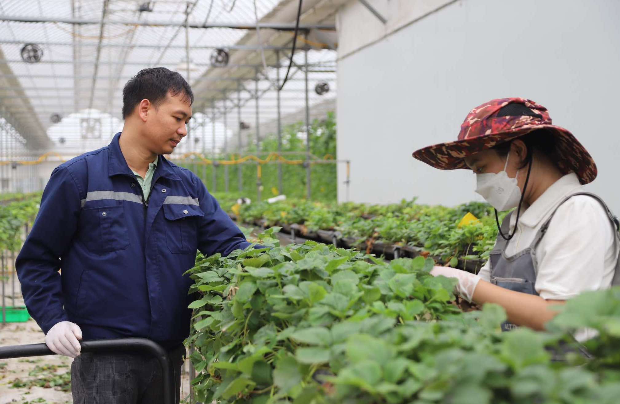Hanoï utilise la haute technologie dans l agriculture pour une croissance durable