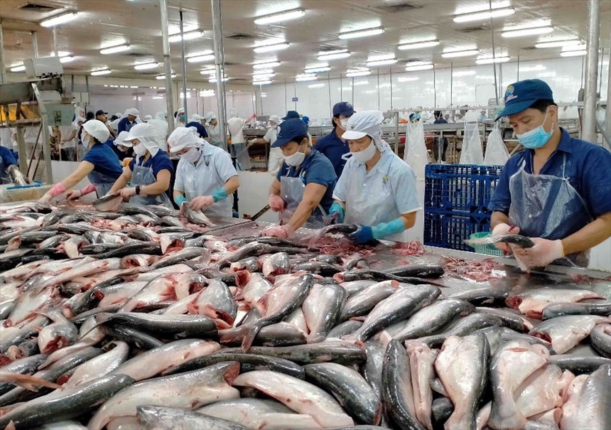 Les États-Unis sont le deuxième plus grand consommateur de pangasius du Vietnam