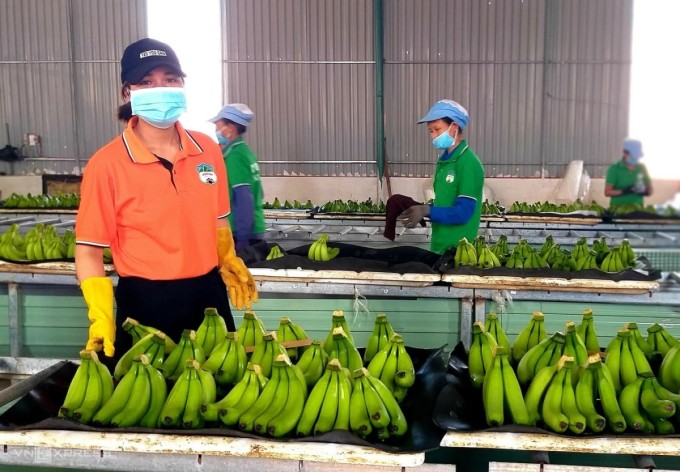 La Corée du Sud, 2e marché à l export des fruits et légumes du Vietnam
