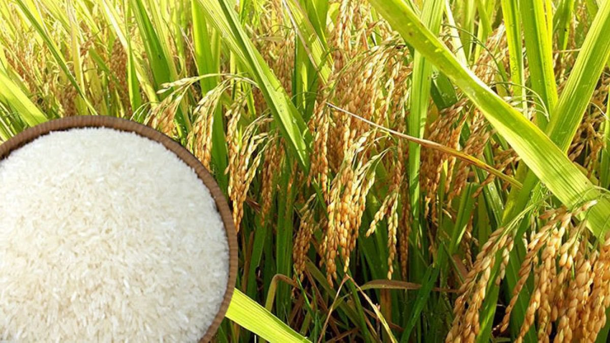 Les prix du riz vietnamien ont grimpé pour devenir les plus chers du monde