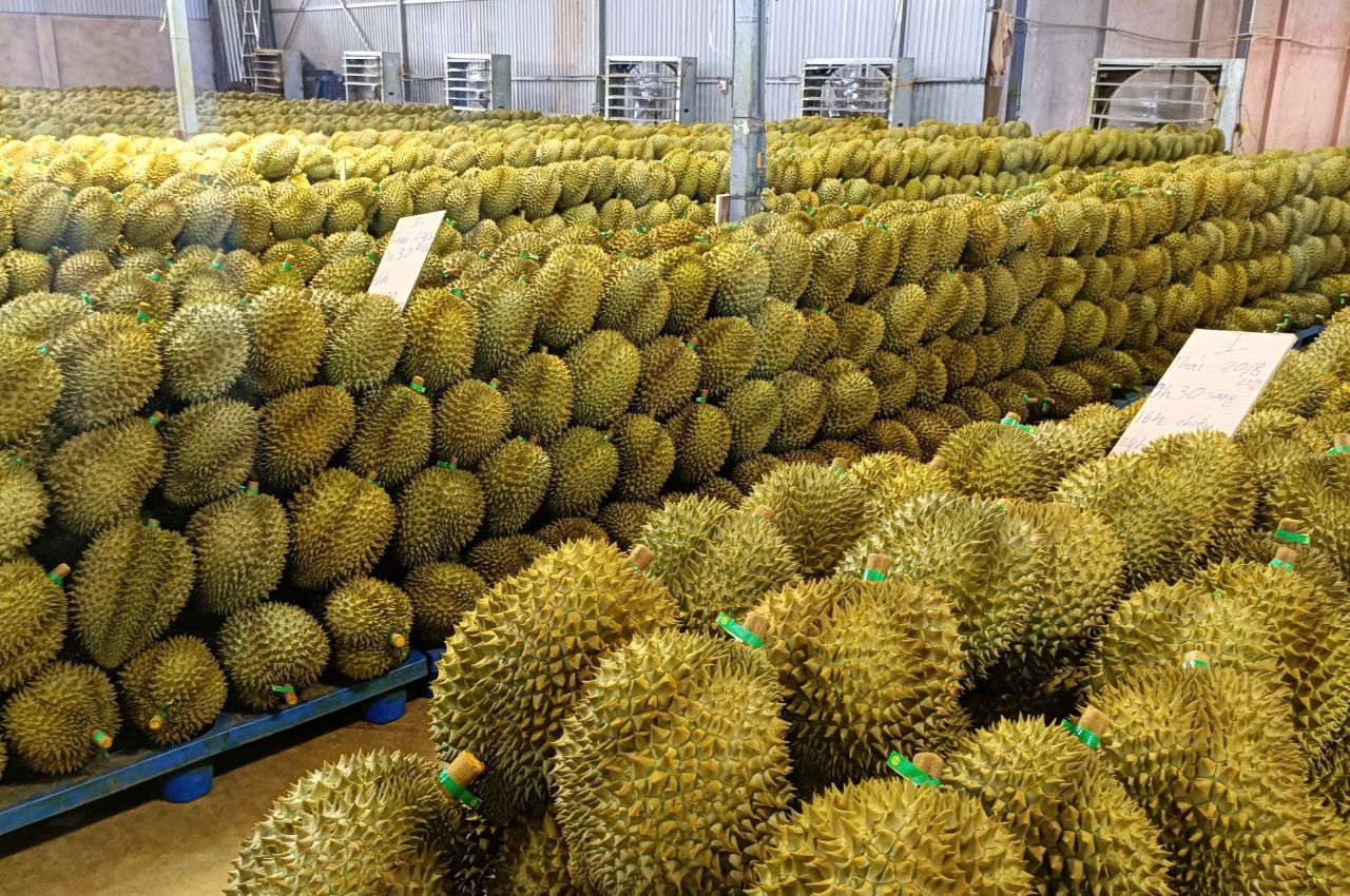 Bientôt le Festival du durian à Dak Lak, capitale de ce fruit