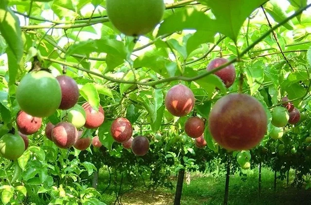 Le fruit de la passion vietnamien bientôt exporté aux États-Unis