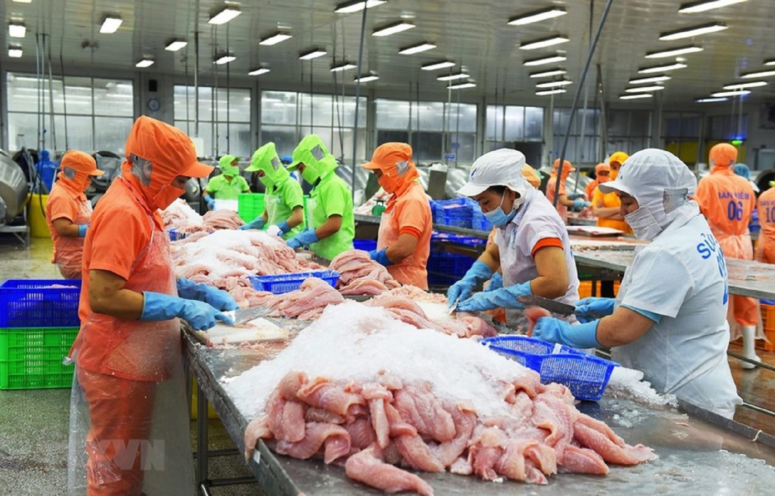 Les exportations de pangasius vers les États-Unis augmentent fortement