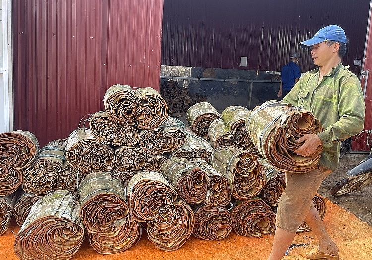 Le Vietnam gagne 177 millions de dollars grâce à ses exportations de cannelle en 8 mois