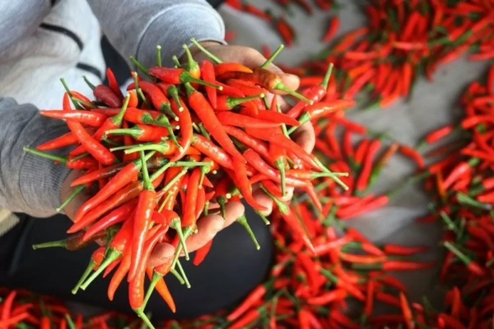 8 mois les exportations de piment vers les États-Unis montent en flèche