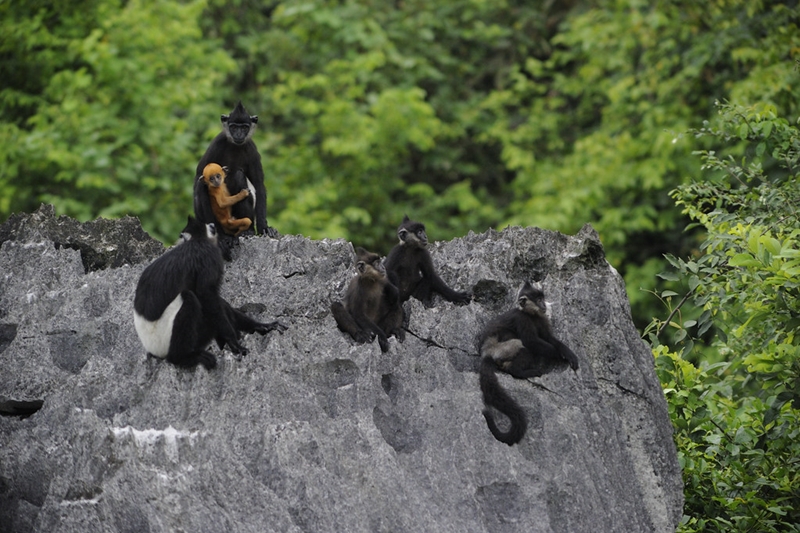 Le Vietnam et les États-Unis lancent deux nouveaux projets sur la faune sauvage