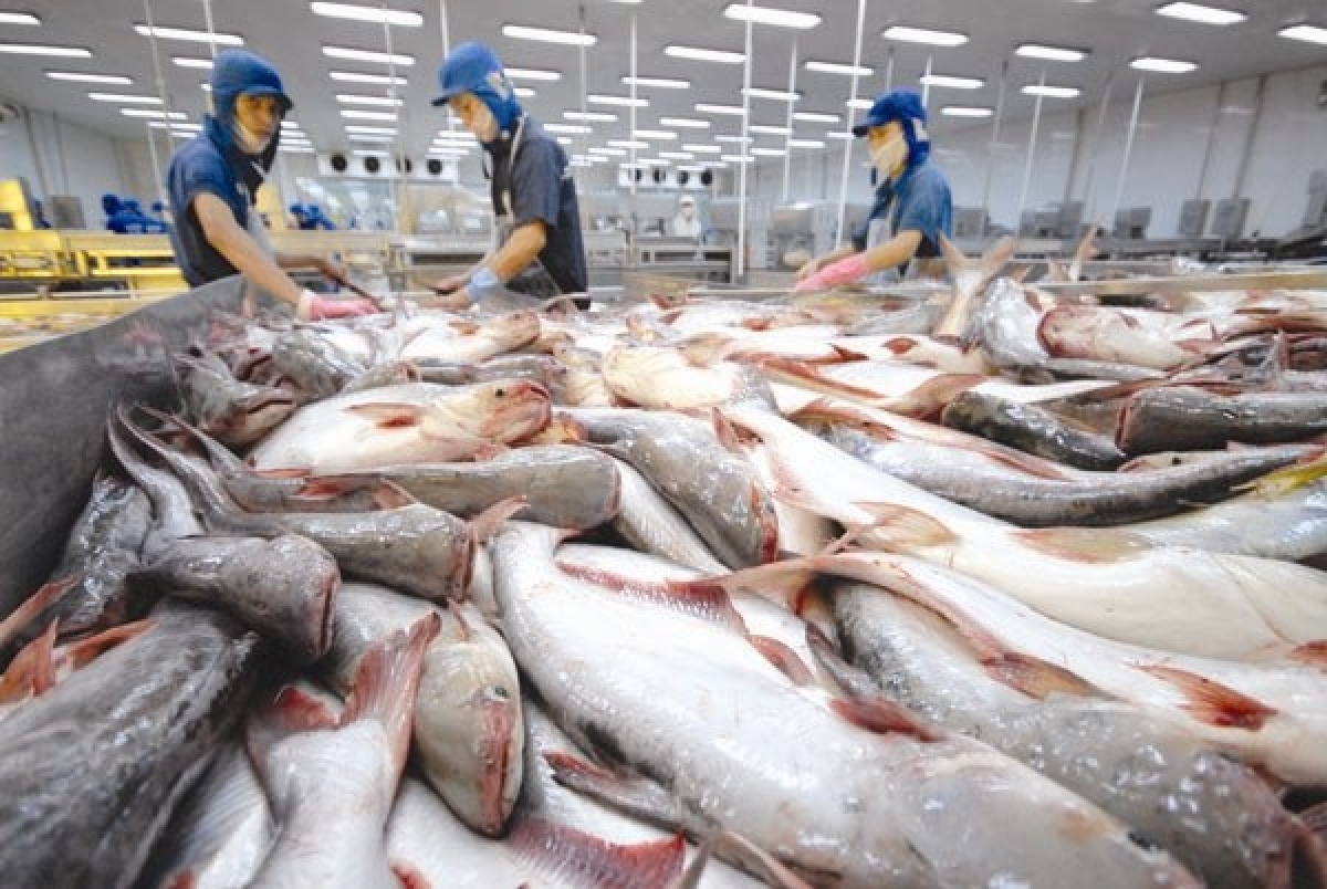 Les exportations de pangasius continuent de croître