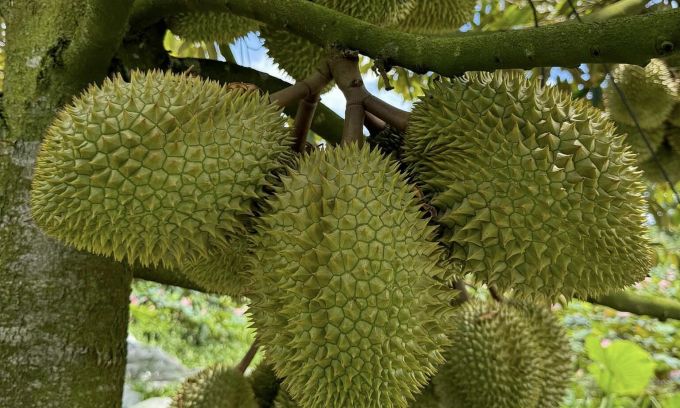 Les exportations de fruits et légumes battent des records historiques