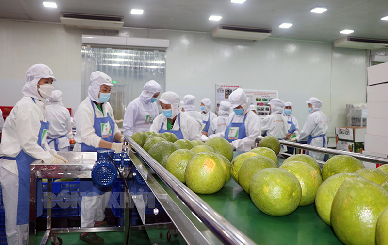 Les exportations de produits agricoles toujours au beau fixe