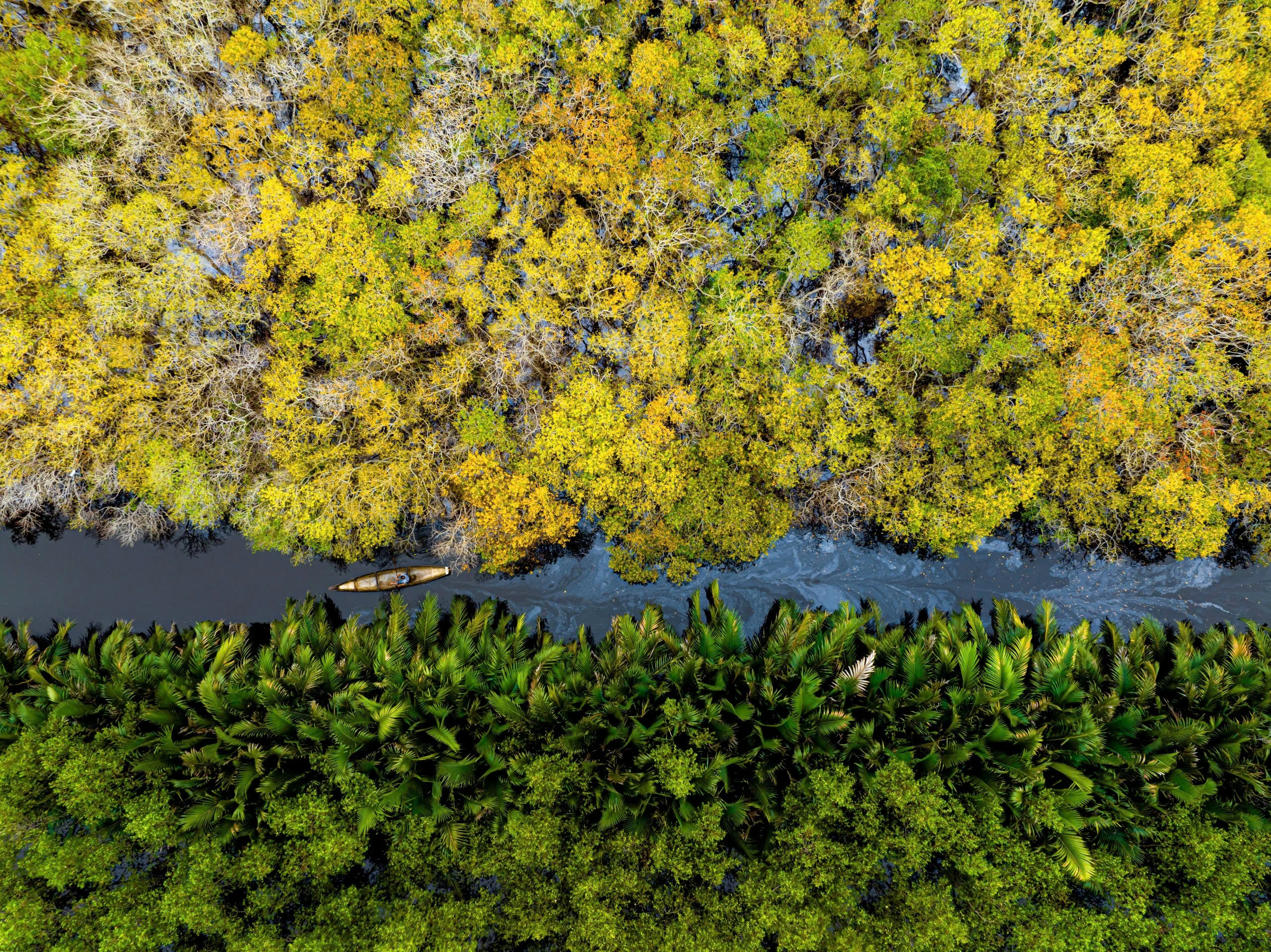 La mangrove de Ru Cha en automne est aussi belle qu un tableau