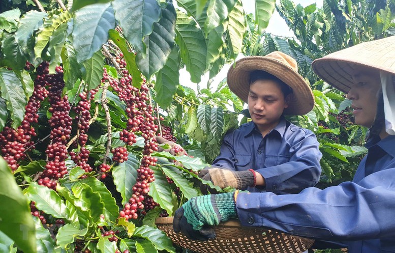 Le Vietnam en quête de développement de cafés de spécialité