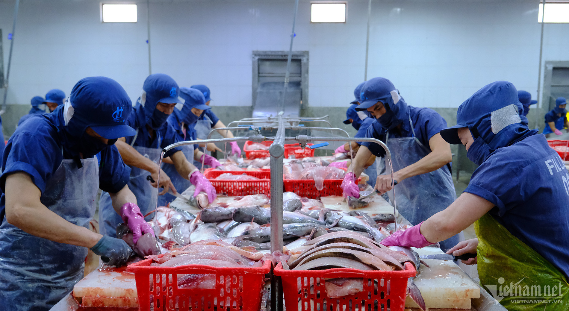 La demande croissante de la Chine pour les vessies de pangasius vietnamiennes marque de nouvelles tendances à l export