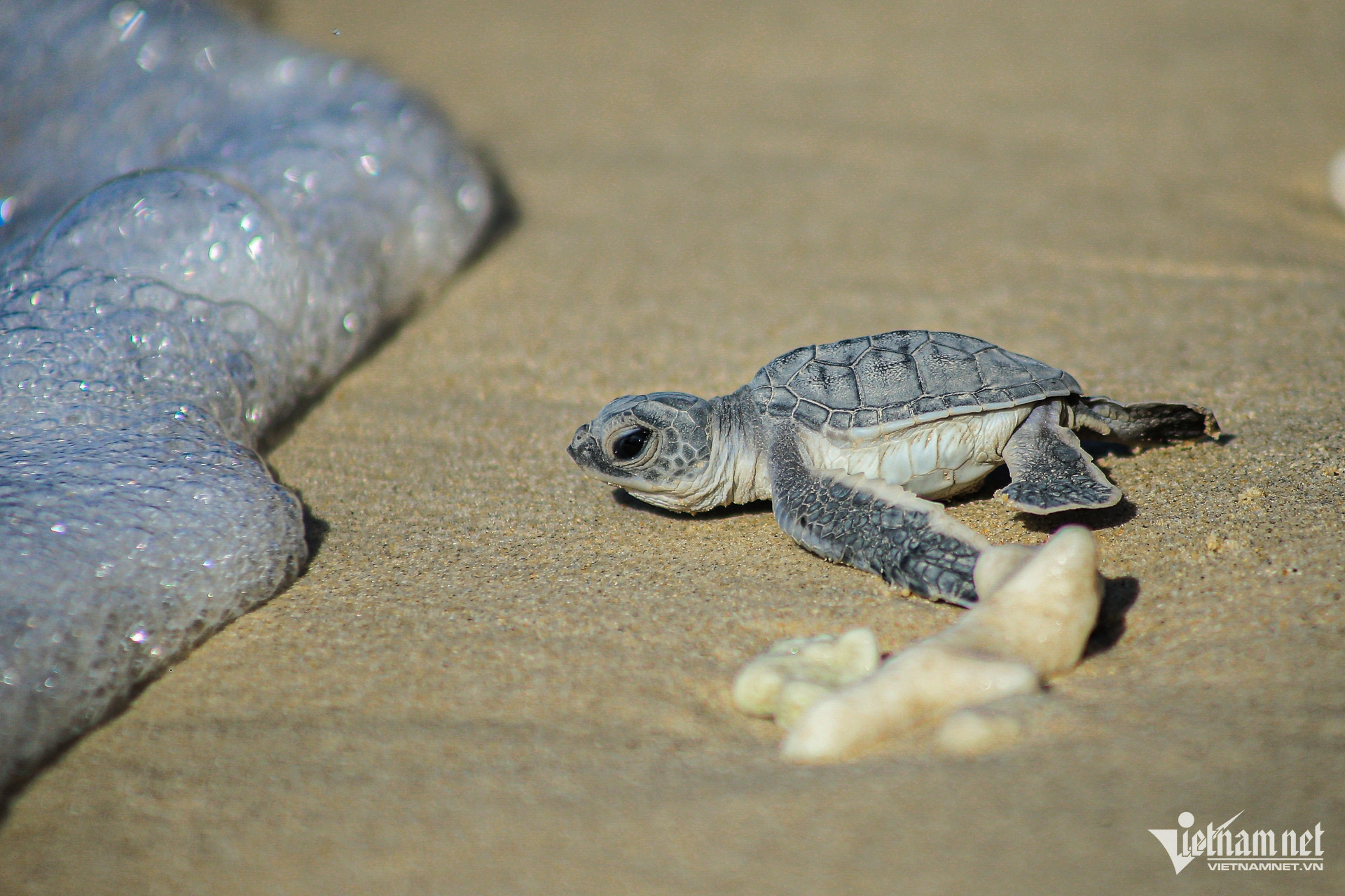De jeunes passionnés s unissent pour sauver les tortues marines sur les plages de Con Dao