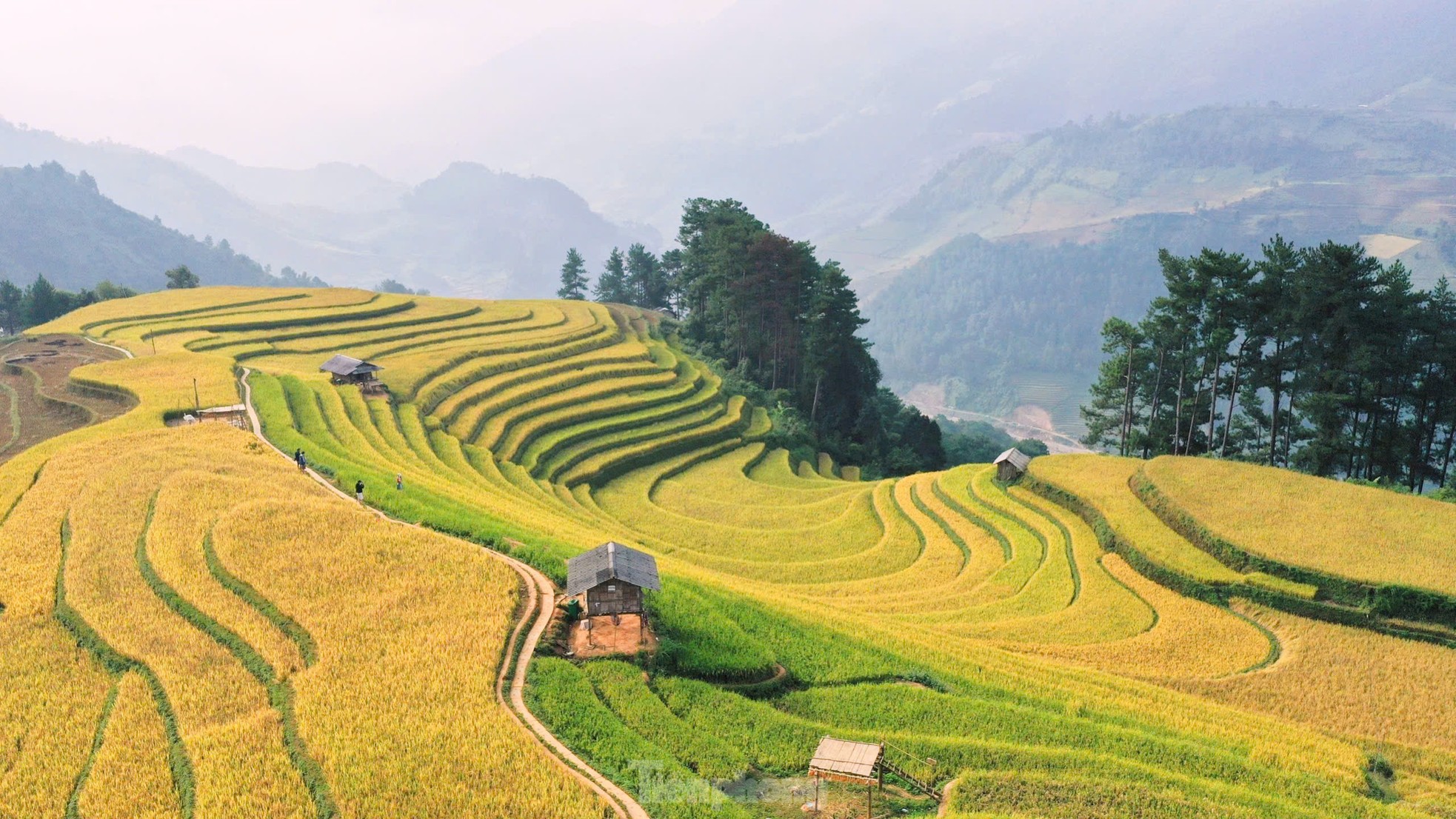 La splendeur de la saison des rizières dorées à Mù Cang Chải