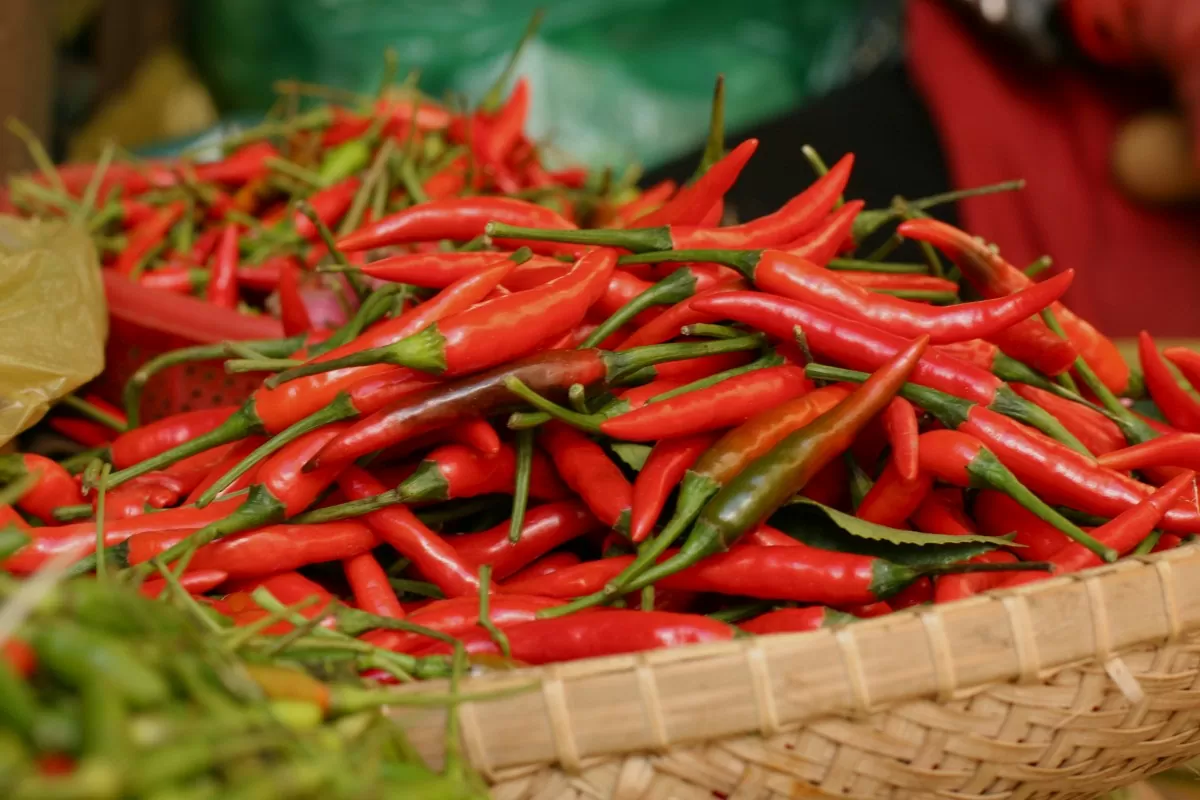 Laos et Chine, les deux premiers débouchés de piment du Vietnam