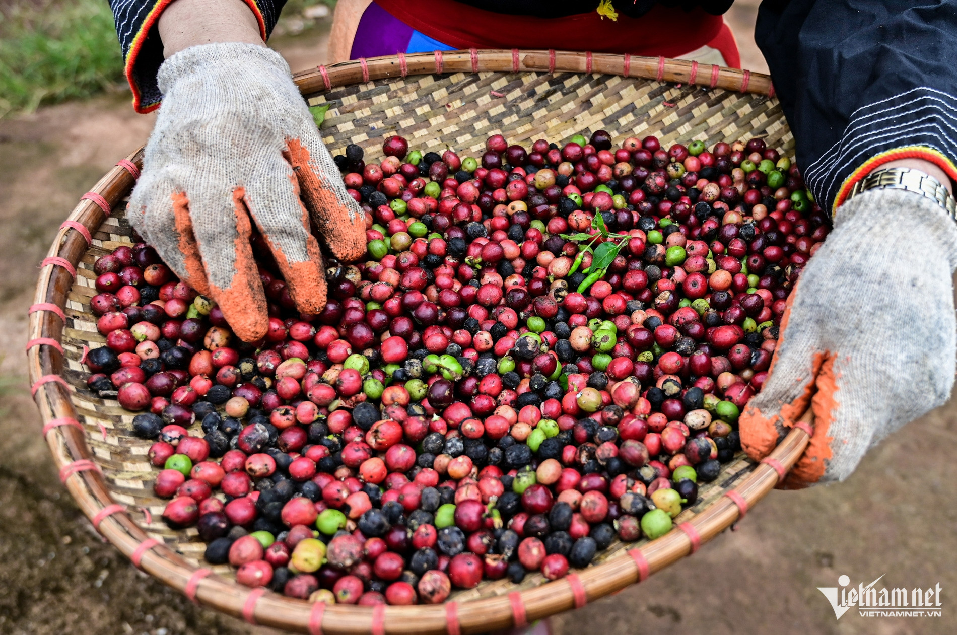 De nombreux records d exportations de riz, de café et de fruits