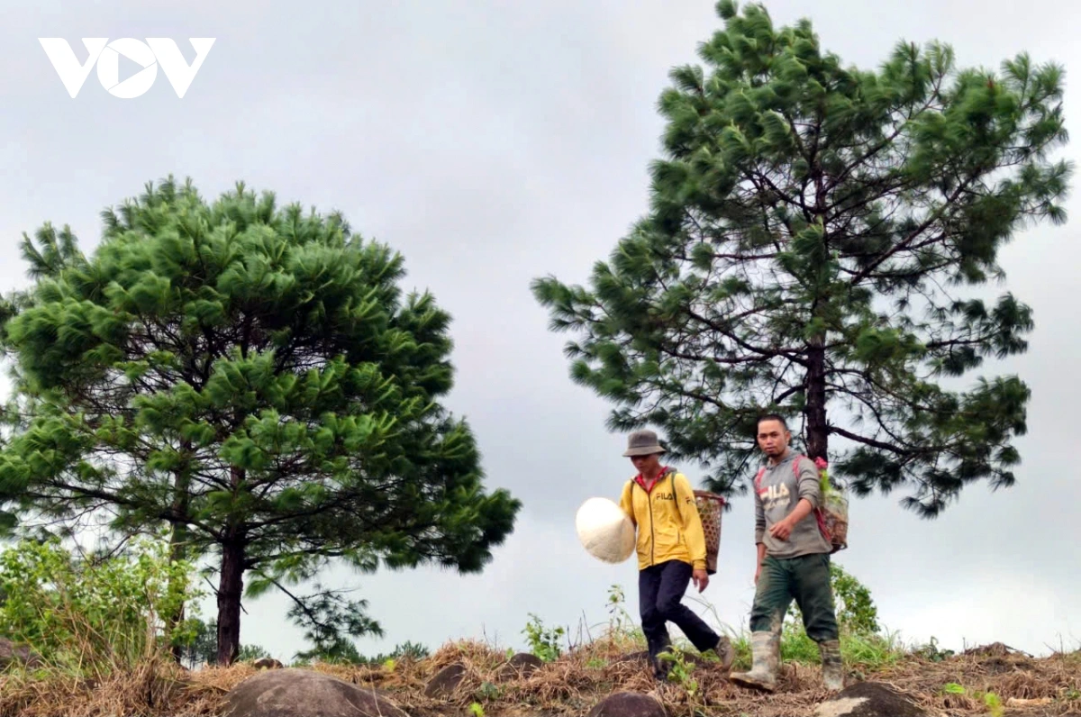 Les minoritaires ethniques s enrichissent en plantant des forêts