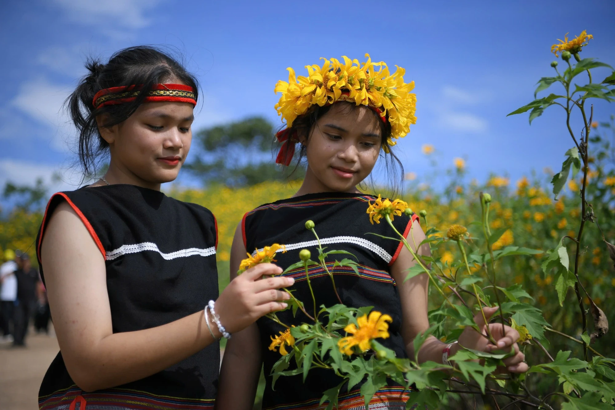 Beauté des tournesols sauvages sur le volcan éteint Chu Dang Ya