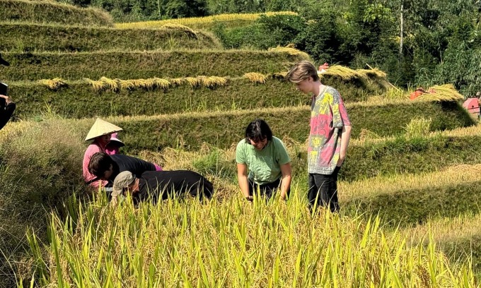 Des touristes étrangers récoltent du riz à Hà Giang
