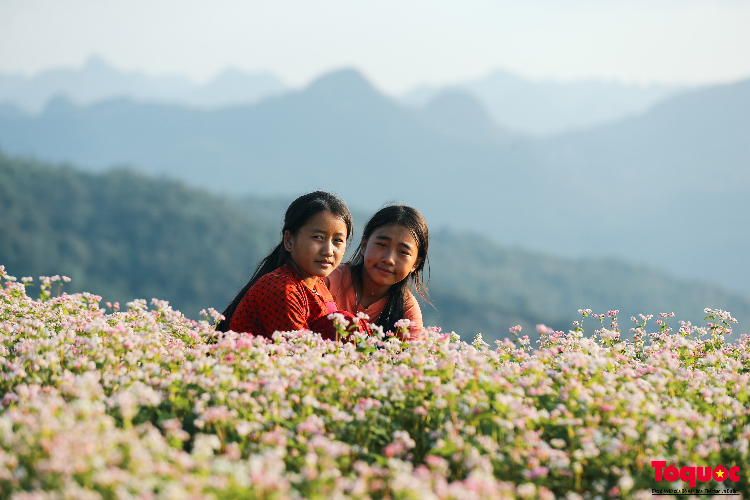 La beauté de Ha Giang pendant la floraison des sarrasins