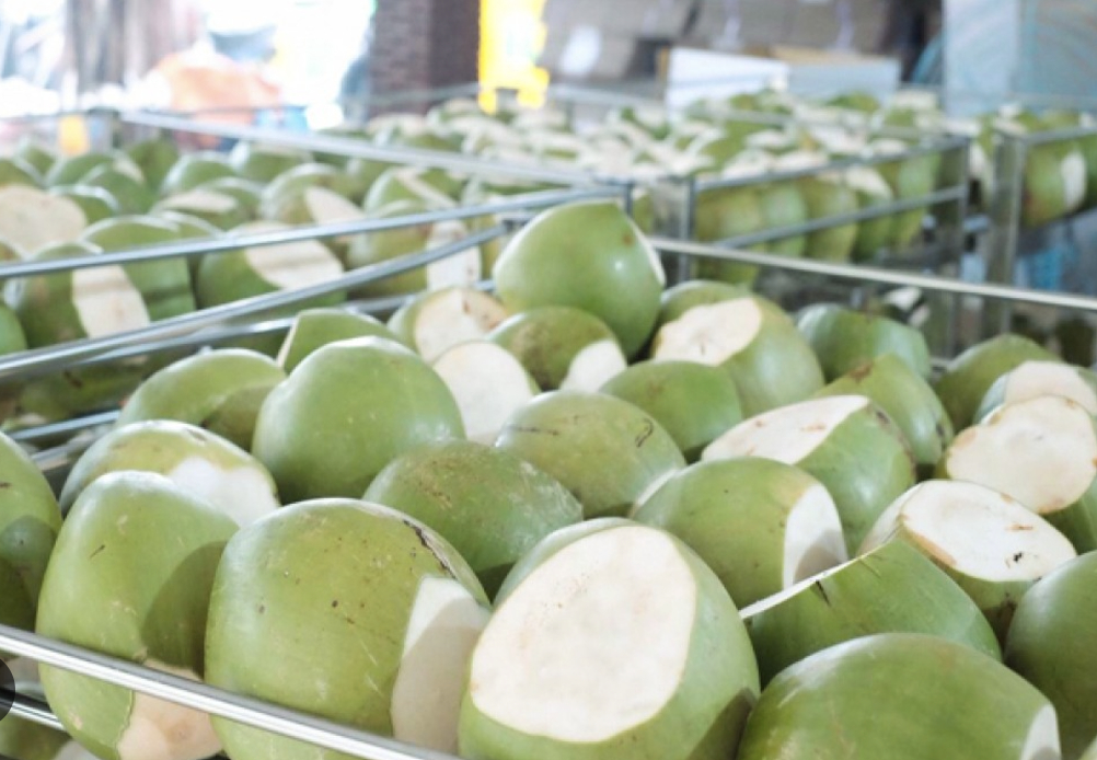 Les importations américaines de noix de coco fraîches vietnamiennes augmentent de plus de 1 100