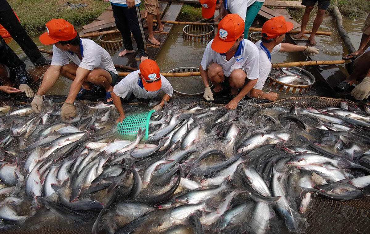 Le Vietnam et les Pays-Bas coopèrent dans l aquaculture