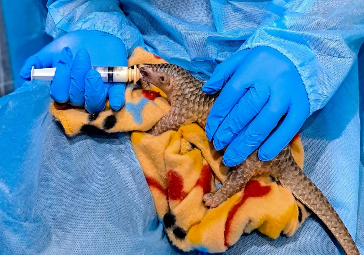 Une forêt magique sur roues une nouvelle initiative pour protéger la biodiversité