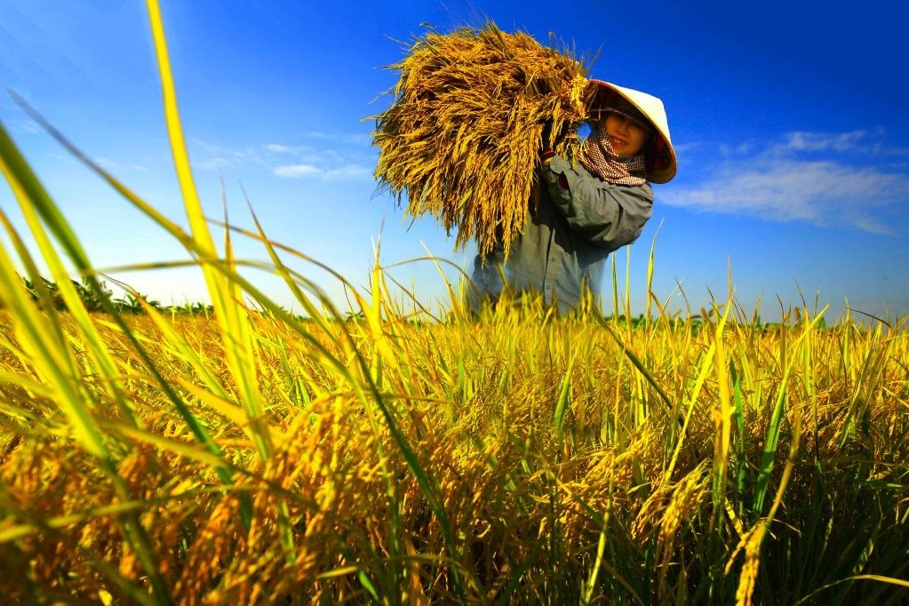 Le Vietnam et Cuba renforcent leur partenariat pour la sécurité alimentaire
