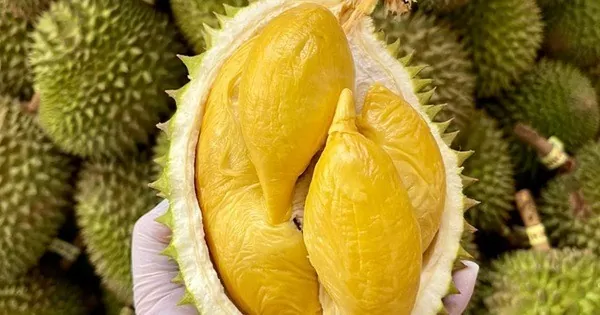 Le Vietnam, deuxième fournisseur de durian en Chine une ascension fulgurante