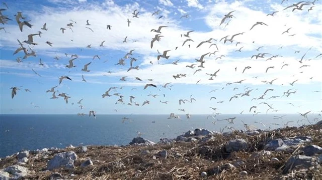 L’île de Hòn Trứng est l’habitat le plus fertile pour les oiseaux marins