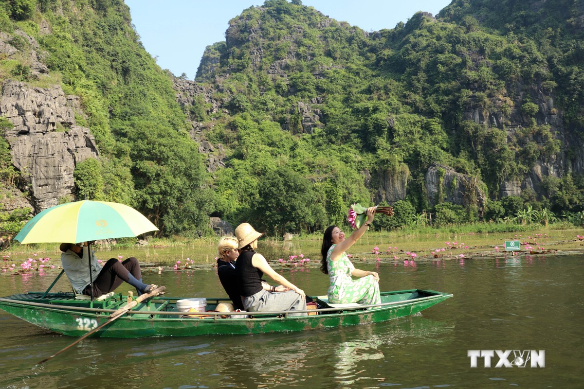 Fleurs de nénuphars violets à Ninh Binh