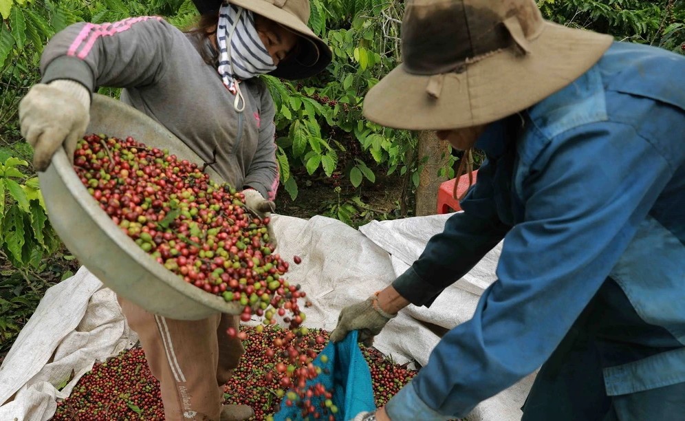 Les exportations de café pourraient dépasser pour la première fois les 5 milliards de dollars