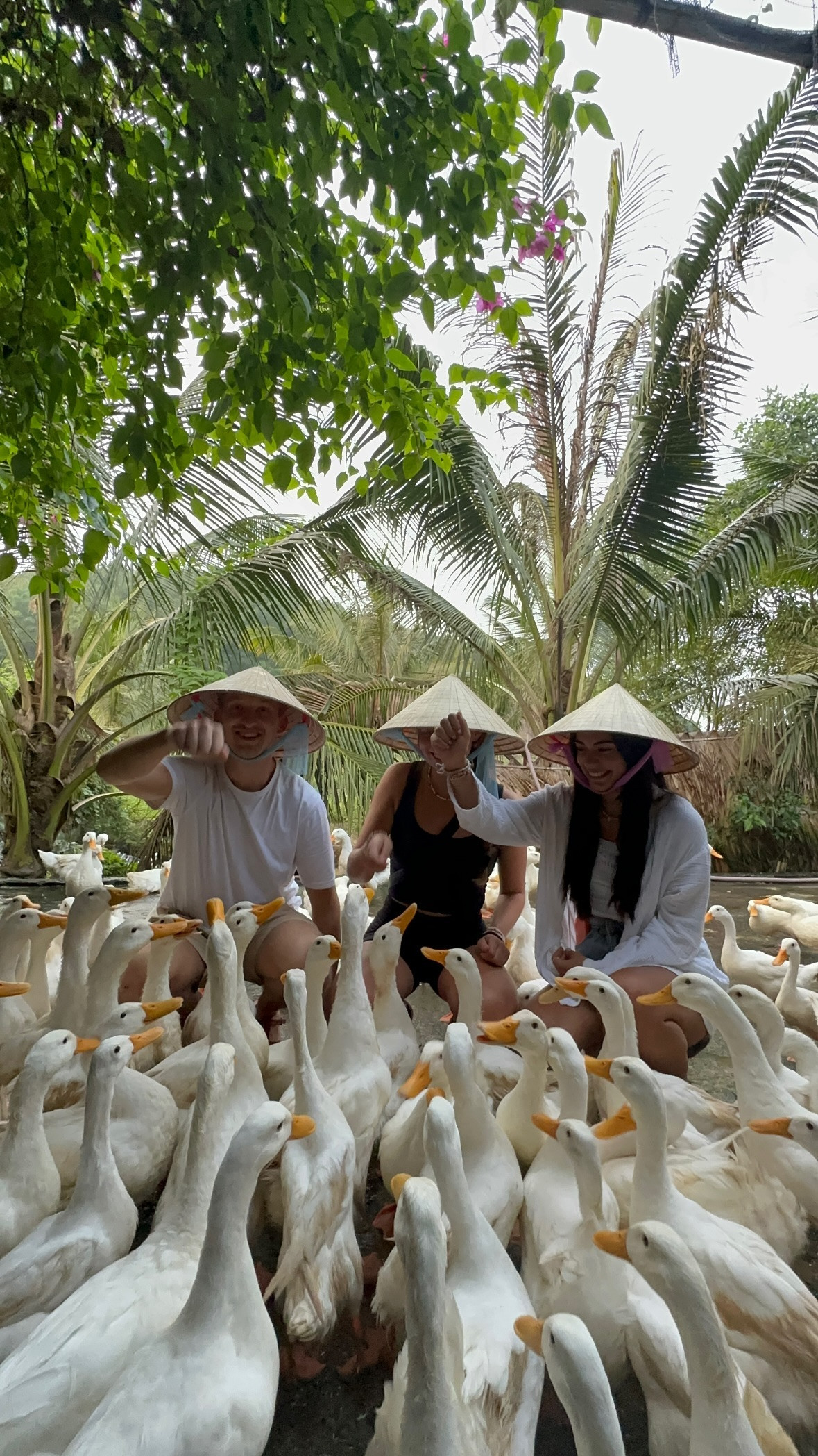 L’aventure au Vietnam d’une touriste norvégienne auprès de canards captive des millions d’internautes