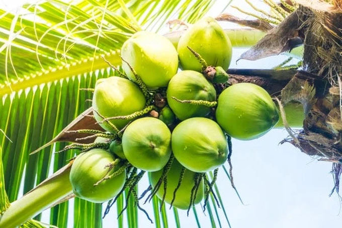 Les exportations de noix de coco pourraient dépasser un milliard de dollars en 2024