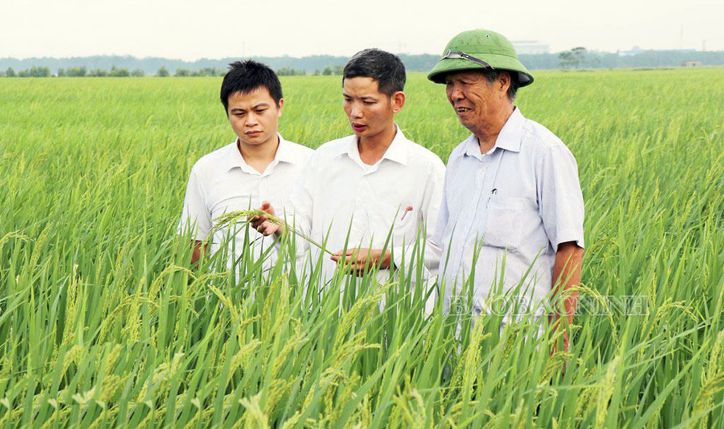 Bac Ninh les paysans font fortune grâce à l innovation