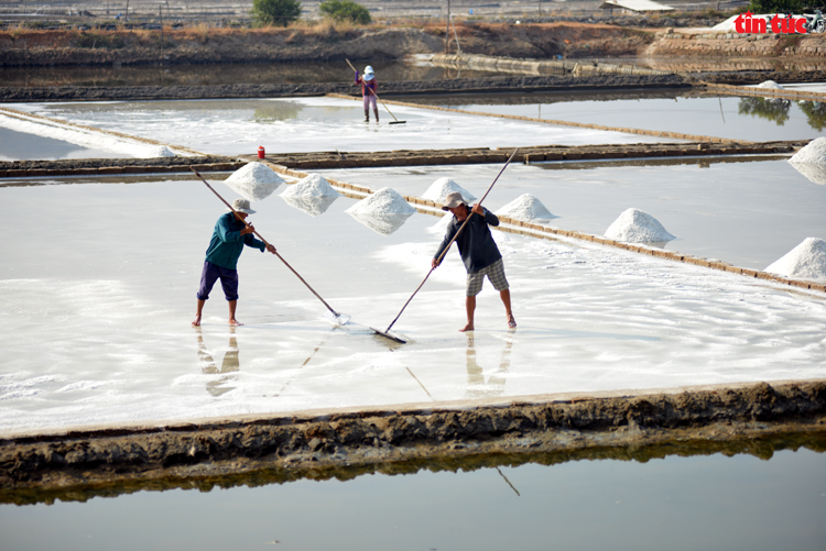 宁顺省促进盐业可持续发展