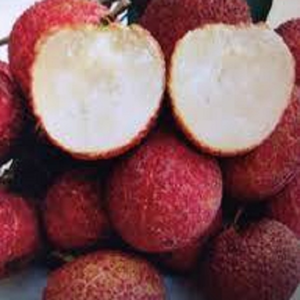 北江省成功种植无核荔枝