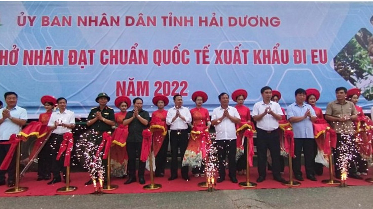 海阳省3吨龙眼首次出口美国、欧洲和新加坡