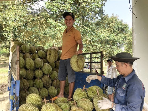 林同省榴莲即将登陆中国市场