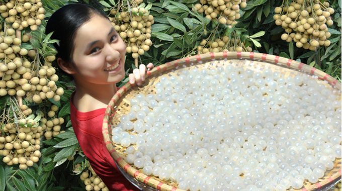 中国大使馆代表承诺为越南兴安省农产品打入中国市场搭建桥梁