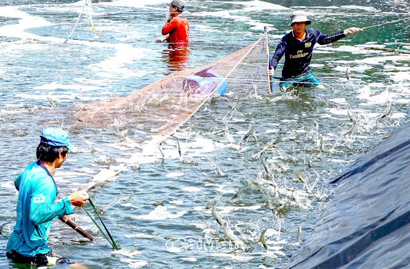 金瓯省水产品出口额激增