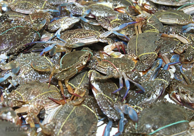 中国、美国、日本加大对越南螃蟹和海蟹的进口力度