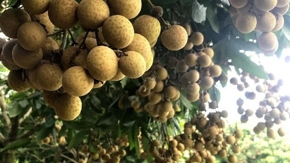北江向澳大利亚市场出口首批新鲜龙眼