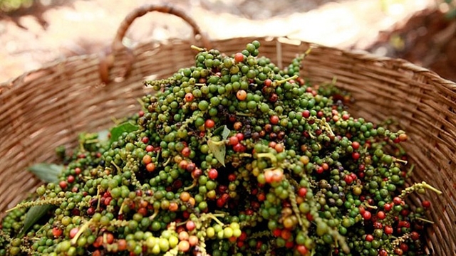 美国加大对越南的胡椒进口力度